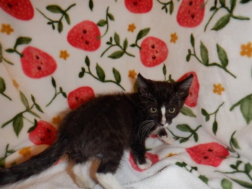 EGGO - Domestic Short Hair available for adoption