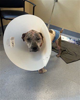 LUKE - Pit Bull Terrier / Australian Cattle Dog/Blue Heeler available for adoption