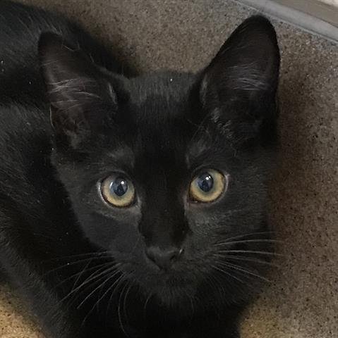 SAM - Domestic Short Hair available for adoption