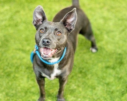 COOTIE - Pit Bull Terrier available for adoption