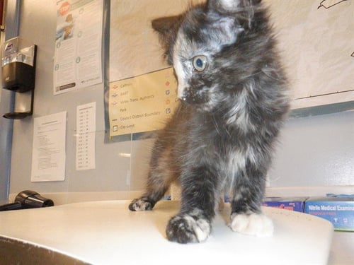 DENOVA - Domestic Short Hair available for adoption