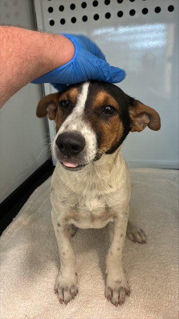 AANG - Australian Cattle Dog/Blue Heeler / Rat Terrier available for adoption