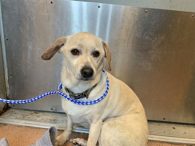 LULU - Chihuahua available for adoption