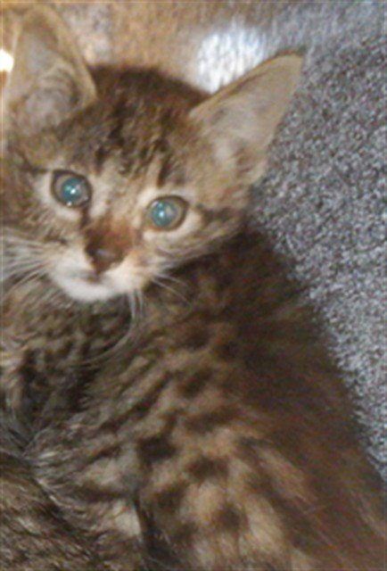 EMILIO - Domestic Short Hair available for adoption