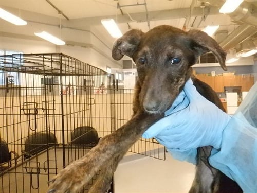 BASIL - Belgian Shepherd Malinois available for adoption