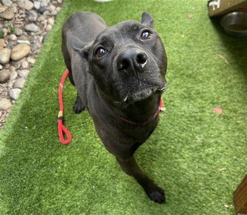 ODYSSEUS - Pit Bull Terrier / Labrador Retriever available for adoption