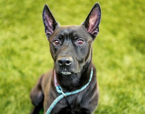 ODYSSEUS - German Shepherd Dog / Pit Bull Terrier available for adoption