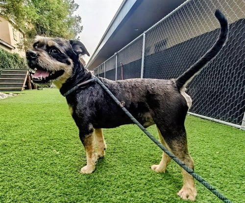 PUFFLE - Pit Bull Terrier / Giant Schnauzer available for adoption