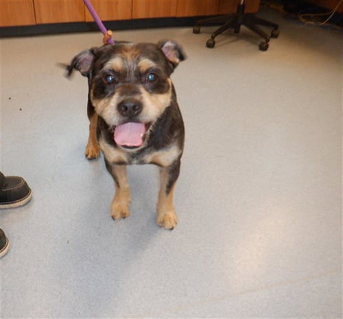 PUFFLE - Pit Bull Terrier / Giant Schnauzer available for adoption