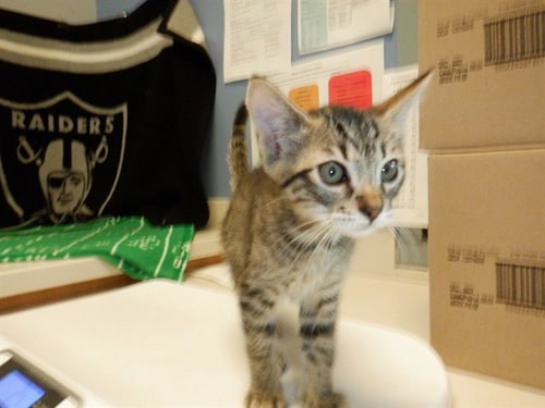 PINE - Domestic Short Hair available for adoption