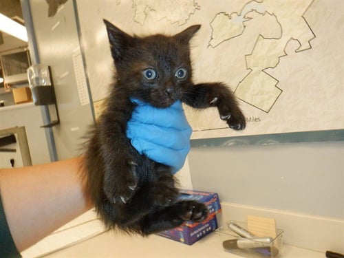 SALLY - Domestic Short Hair available for adoption