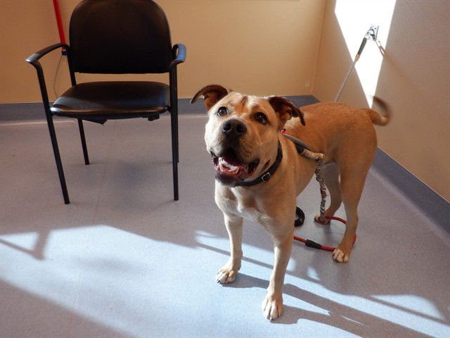 SARATOGA - Labrador Retriever available for adoption