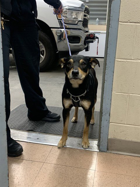 TRITON - Rat Terrier available for adoption