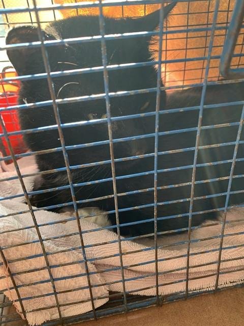 SYLVESTER - Domestic Short Hair for adoption in San Jose