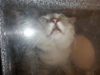 LOKI - Photo 1
