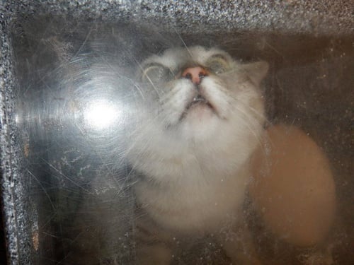 LOKI - Domestic Short Hair available for adoption