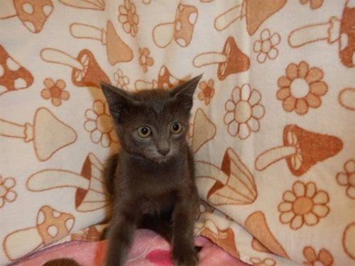 A1413192 - Domestic Short Hair available for adoption