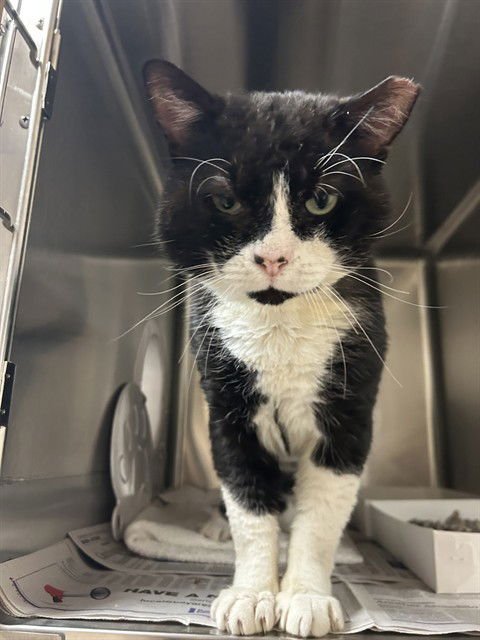 A1399609 - Domestic Short Hair available for adoption