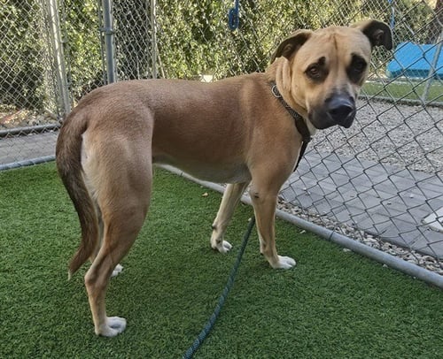 SIMPSON - German Shepherd Dog / Pit Bull Terrier available for adoption