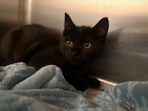 BLOSSOM - Domestic Short Hair available for adoption