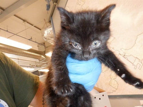 BLOSSOM - Domestic Short Hair available for adoption
