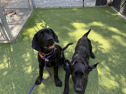 PANNA - Great Dane available for adoption