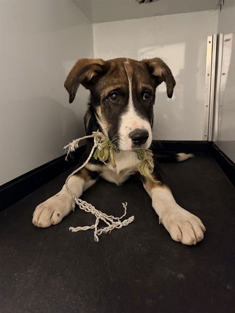 SWEET MAPLE - Pit Bull Terrier available for adoption