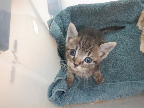 CHAMOMILE - Domestic Short Hair available for adoption