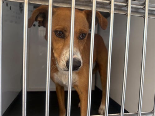 CHROMIE - Australian Cattle Dog/Blue Heeler available for adoption