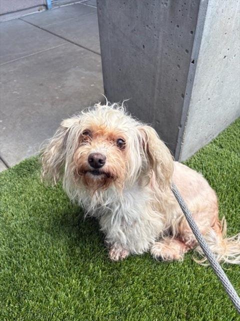 BEATRICE - Maltese available for adoption