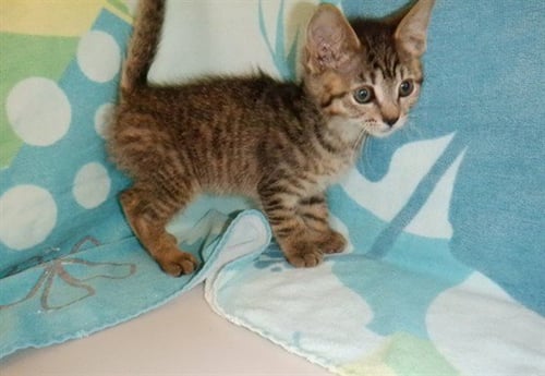 TABI - Domestic Short Hair available for adoption
