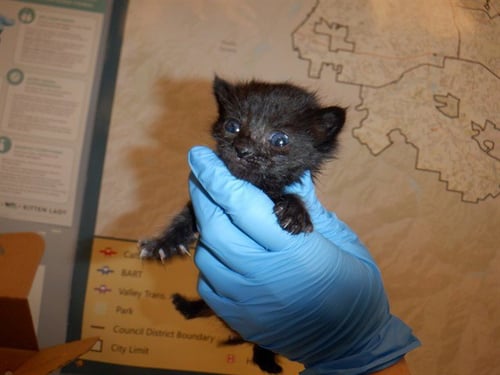 A1411103 - Domestic Short Hair available for adoption