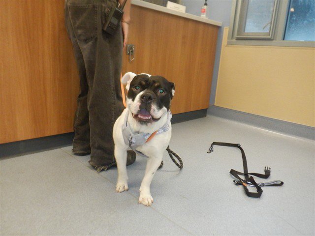BANDIT Image