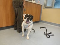 BANDIT - Photo 1