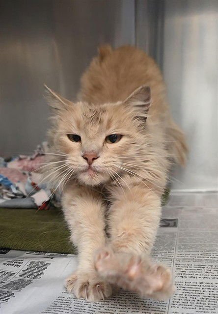 CARRY - Domestic Medium Hair available for adoption