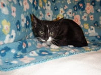 THEODORE - Photo 1