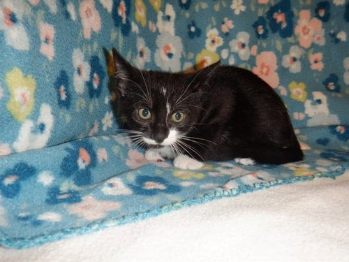 THEODORE - Domestic Short Hair available for adoption
