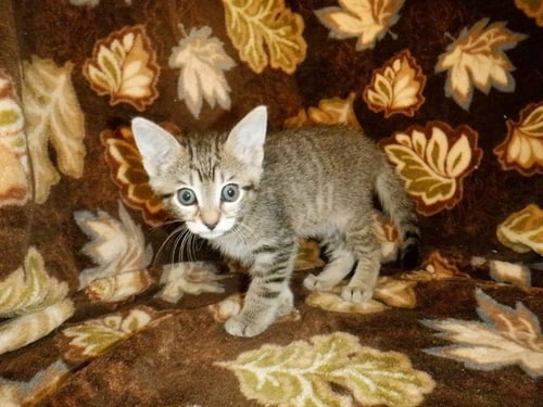 PEARL - Domestic Short Hair available for adoption