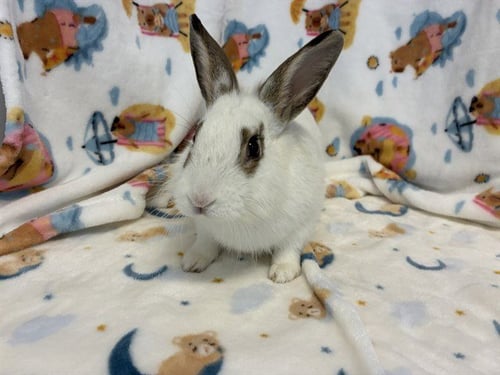 SAWYER - Shorthaired Rabbit available for adoption