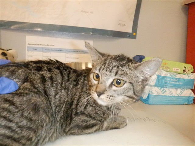 BISCUIT - Domestic Short Hair available for adoption