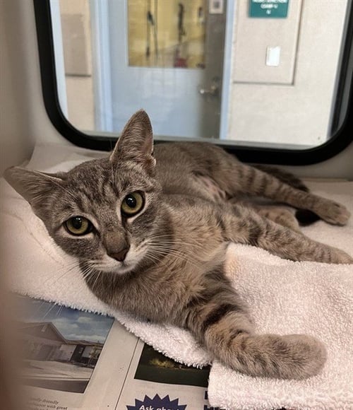 VIOLET - Domestic Short Hair available for adoption