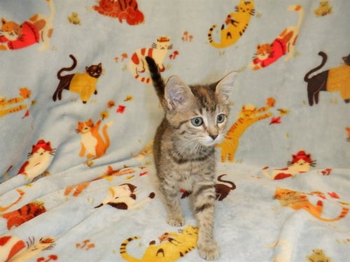 ESPRESSO - Domestic Short Hair available for adoption