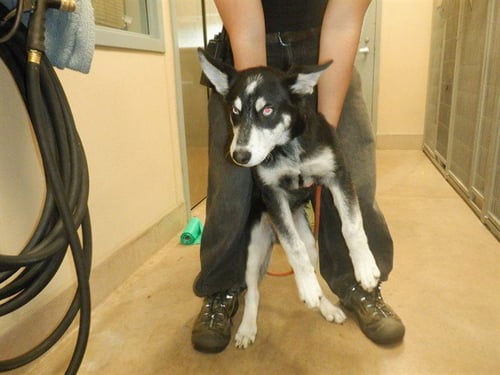 DIAMOND - Husky available for adoption