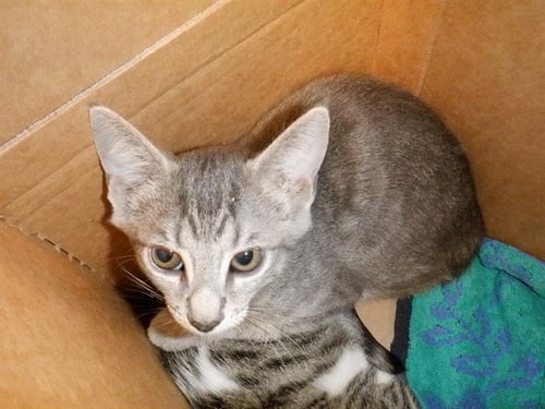 CAMILLA - Domestic Short Hair available for adoption