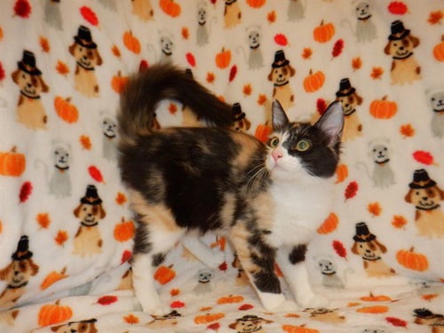 CHEETAH - Domestic Medium Hair available for adoption
