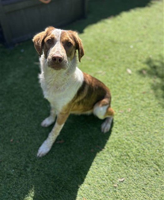 SKYE - Border Collie available for adoption