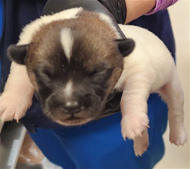 CHOCOLATE CHIP Image