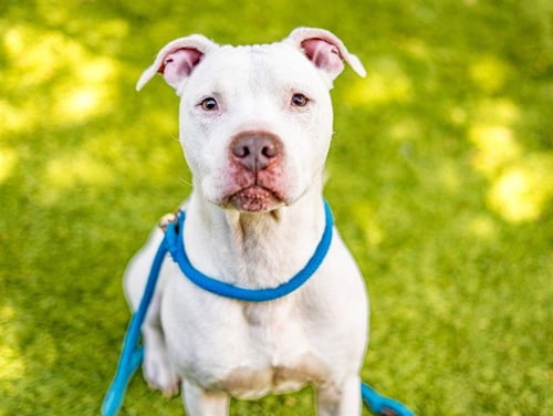 LUCKY - Pit Bull Terrier available for adoption