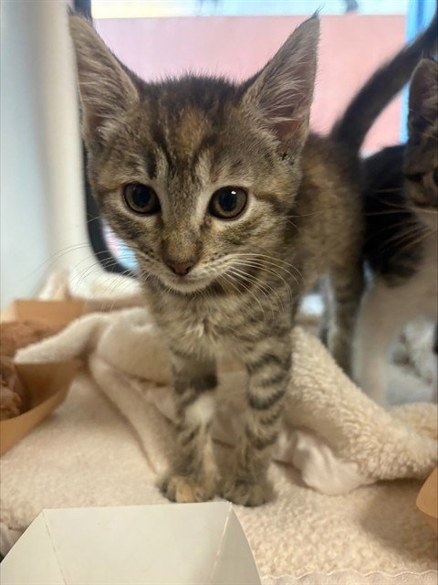 TINKY - Domestic Short Hair available for adoption