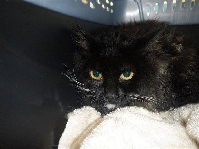 LUNA - Domestic Medium Hair available for adoption